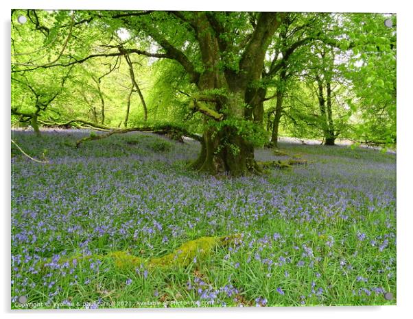 Bluebell woods Acrylic by yvonne & paul carroll