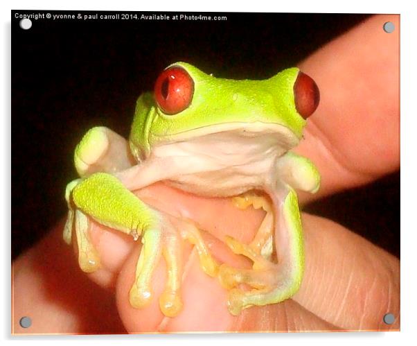 Enchanting Red-Eyed Tree Frog in Costa Rica Acrylic by yvonne & paul carroll