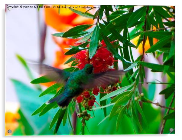 Colourful Hummingbird Acrylic by yvonne & paul carroll
