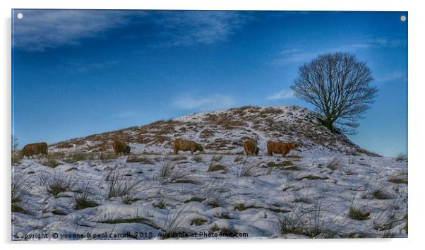 Highland cattle under lone tree in the snow Acrylic by yvonne & paul carroll