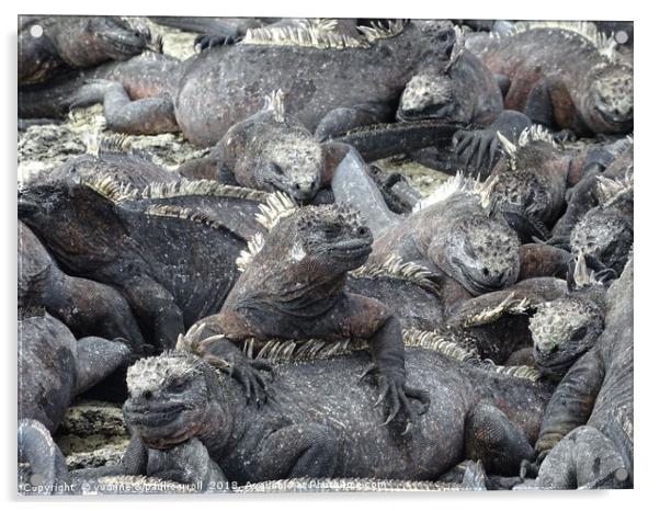 Galapagos marine iguanas sunning themselves Acrylic by yvonne & paul carroll