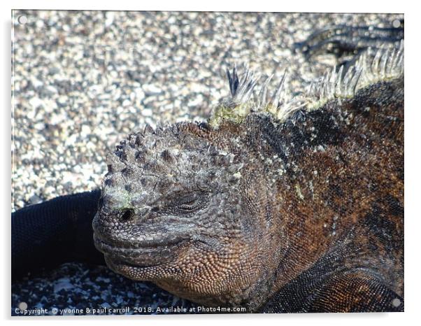 Galapagos marine iguana close-up Acrylic by yvonne & paul carroll
