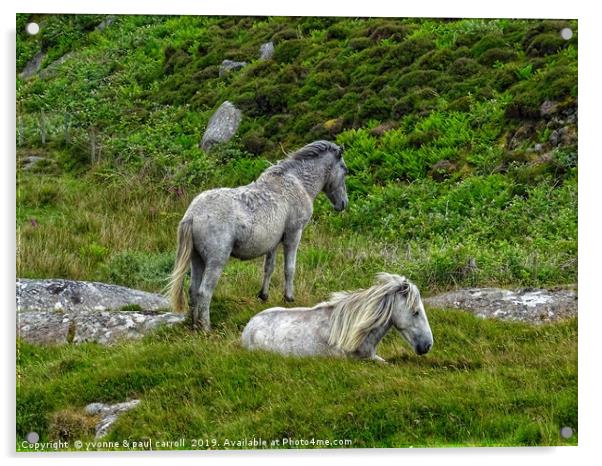 Semi wild ponies, Outer Hebrides, South Uist Acrylic by yvonne & paul carroll