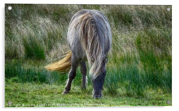 Horse grazing in a green field, Perthshire Acrylic by yvonne & paul carroll