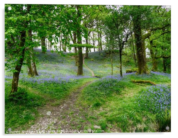 Lake District bluebells                          Acrylic by yvonne & paul carroll
