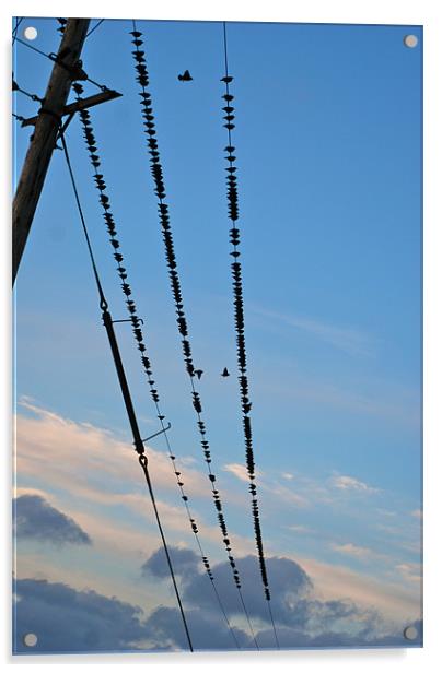 Birds on a wire Acrylic by Lynne Easton