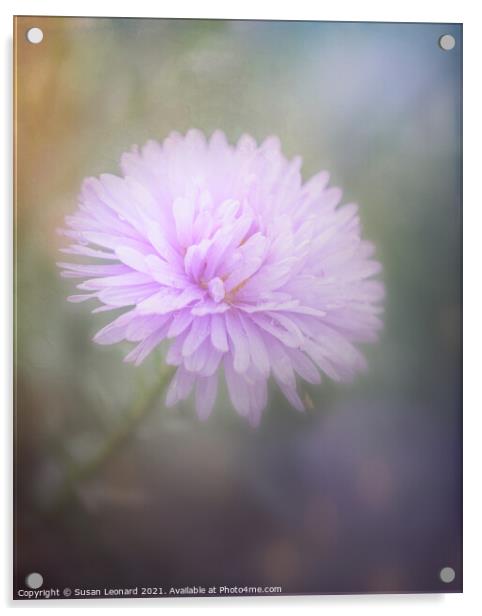 Chrysanthemum Acrylic by Susan Leonard