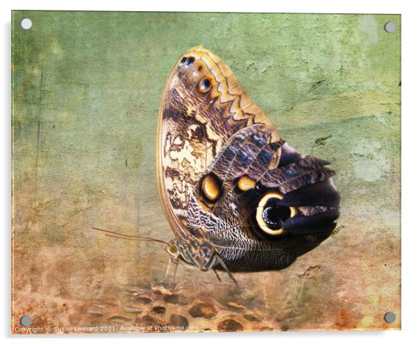 Butterfly on log Acrylic by Susan Leonard