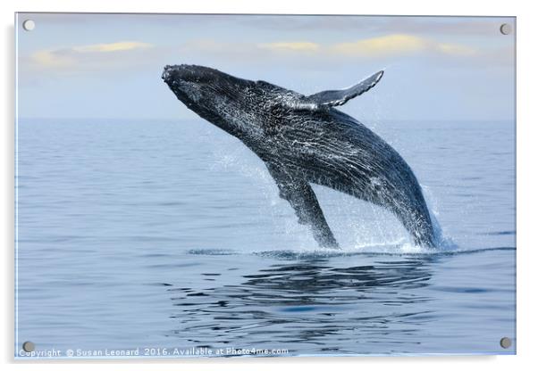 Breaching Hump Back Whale Acrylic by Susan Leonard