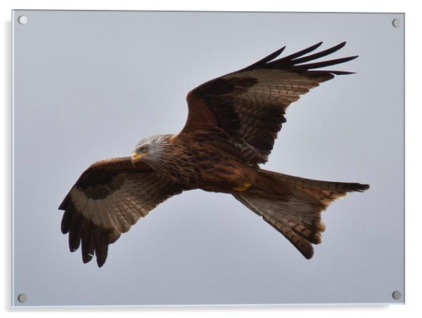 RED KITE Acrylic by David Pacey