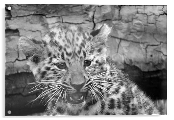 Amur Leopard Cub Acrylic by Selena Chambers