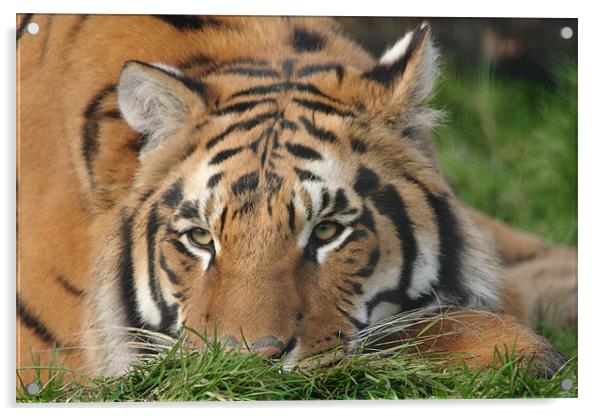 Tiger in the Grass Acrylic by Selena Chambers