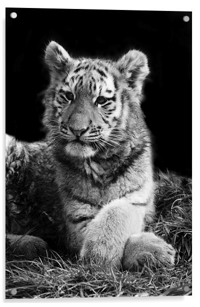 Arina the Tiger Cub Acrylic by Selena Chambers