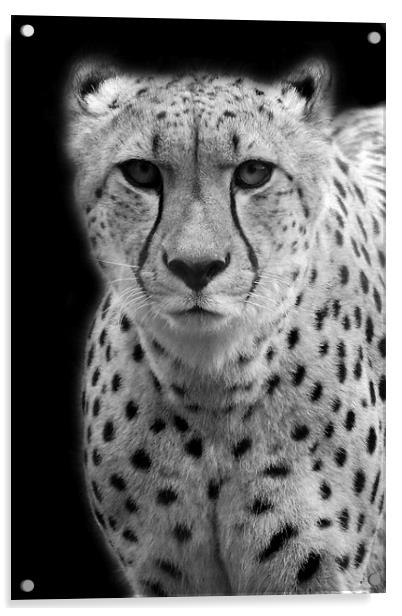 Cheetah Acrylic by Selena Chambers