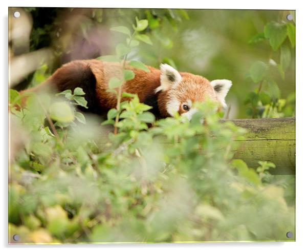  Red panda Acrylic by Selena Chambers