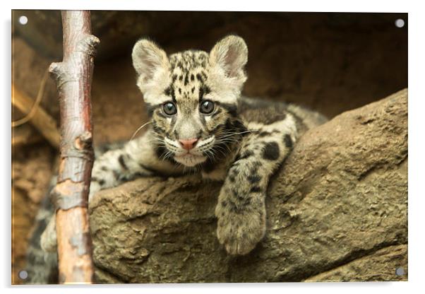  Clouded leopard cub Acrylic by Selena Chambers