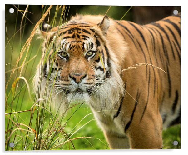  Sumatran tiger  Acrylic by Selena Chambers