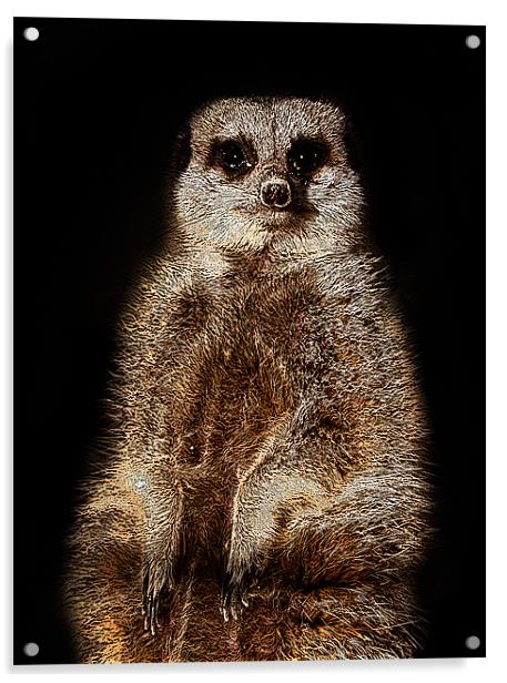 Posterised Meerkat Acrylic by Tom Reed