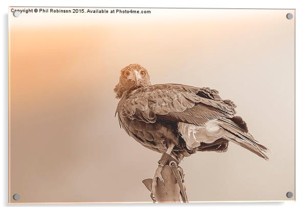  Harris Hawk Acrylic by Phil Robinson