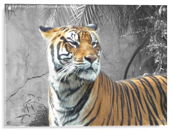 Tiger Tiger Acrylic by Ian Lintern