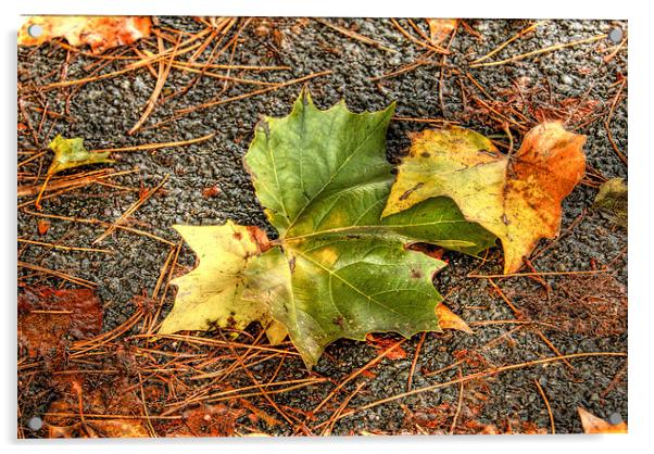 Autumn Acrylic by Tony Brooks
