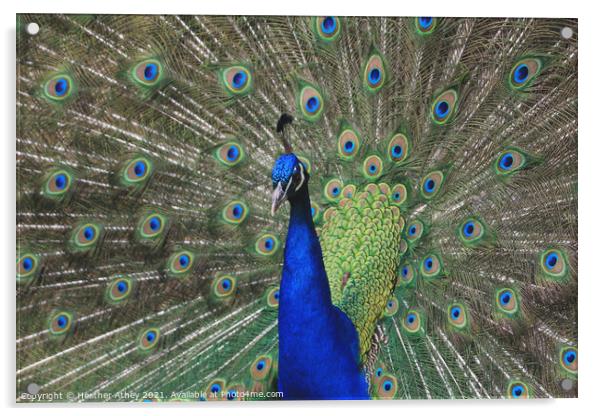 Peacock Acrylic by Heather Athey