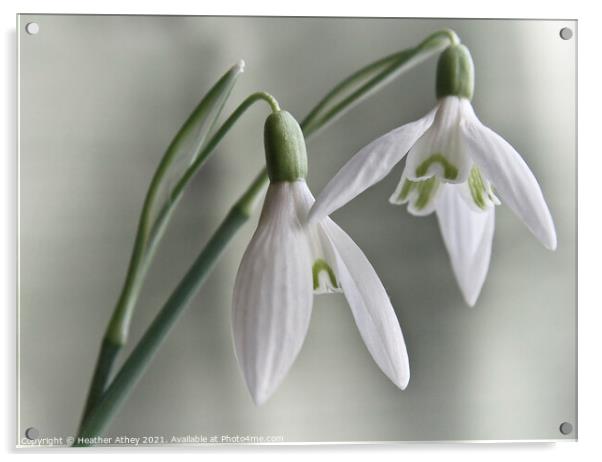 Snowdrops Acrylic by Heather Athey