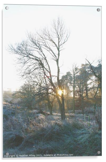 Winter Sun Acrylic by Heather Athey