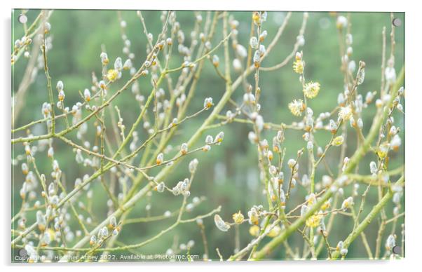 Pussy Willow buds Acrylic by Heather Athey