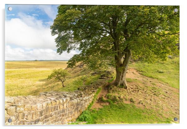 Sycamore Gap on The Hadrian's Wall trail Acrylic by Heather Athey