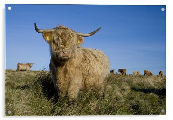 Highland cow Acrylic by Heather Athey