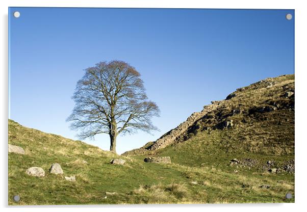 Sycamore Gap Acrylic by Heather Athey