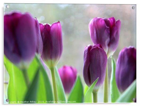 Purple tulips Acrylic by Heather Athey