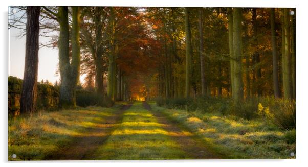 Woodland Walk Acrylic by Heather Athey