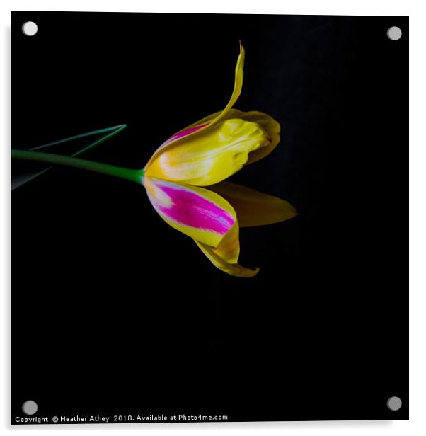 Bright Tulip Acrylic by Heather Athey