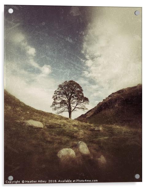 Sycamore Gap Acrylic by Heather Athey