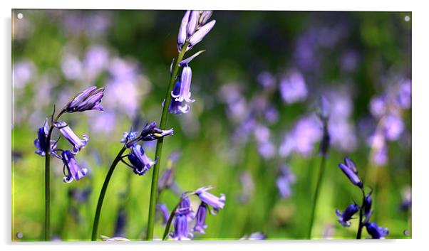 Bluebells Lickey End Acrylic by Oliver Walton