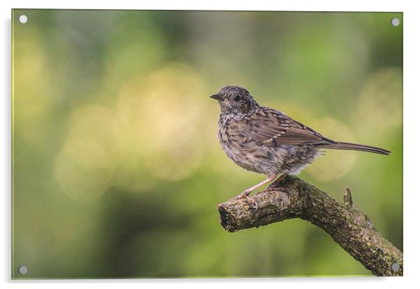 Young Dunnock Acrylic by Phil Tinkler