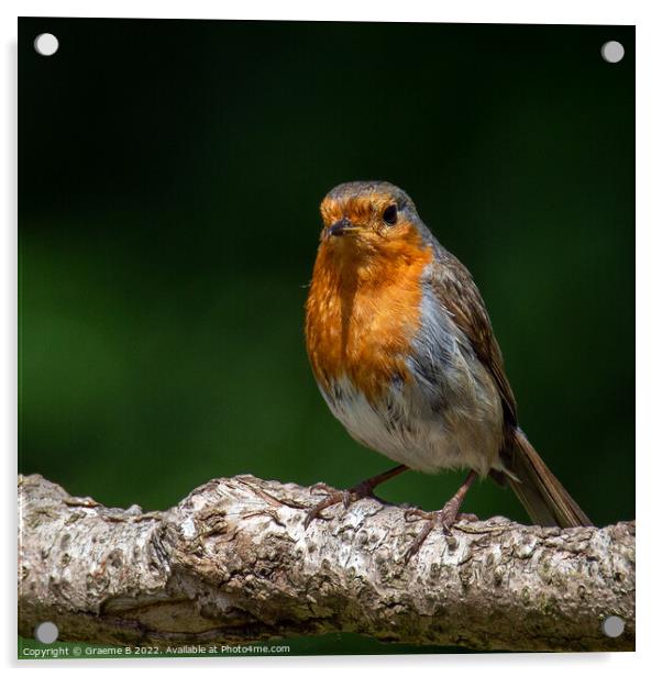 Robin Perched Acrylic by Graeme B