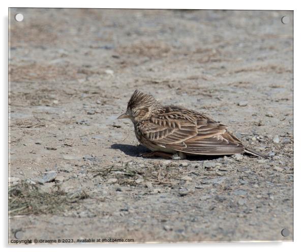 Sleeping Skylark Acrylic by Graeme B