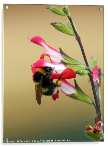 Bee on plant 2 Acrylic by Graeme B