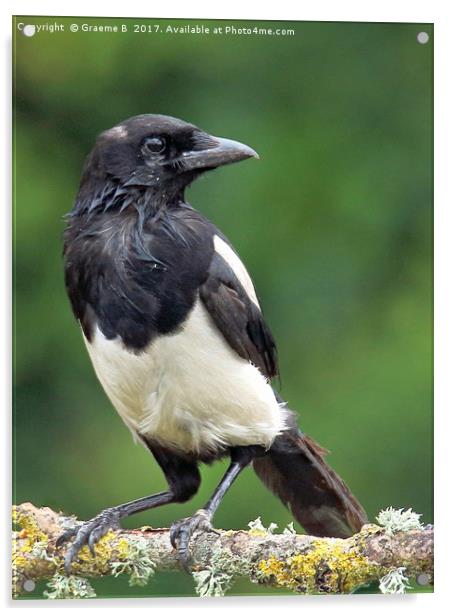 Juvenille Magpie Acrylic by Graeme B