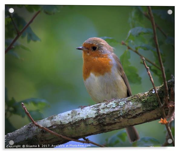 Robin at Stover Acrylic by Graeme B