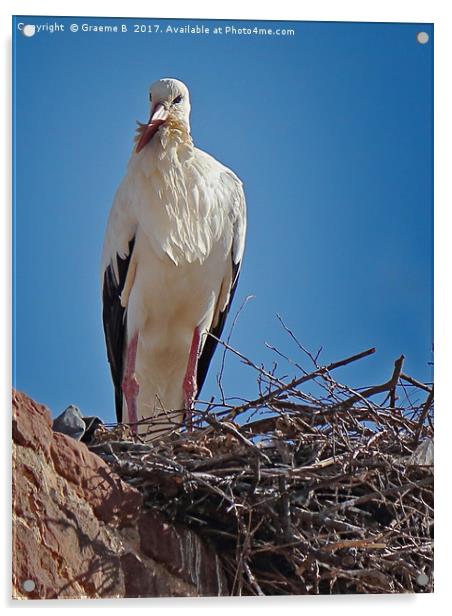 Portugese Stork Acrylic by Graeme B