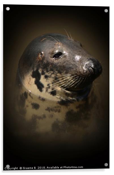 Portrait of a Seal Acrylic by Graeme B