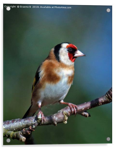 Goldfinch In The Bush Acrylic by Graeme B