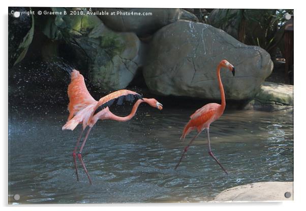Flamingo Fight Acrylic by Graeme B