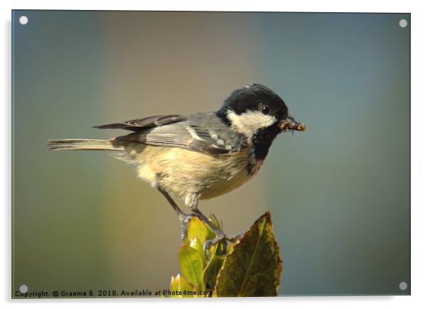 Marsh Tit 3 Acrylic by Graeme B