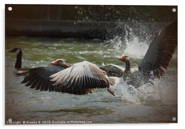 White Fronted Geese Acrylic by Graeme B