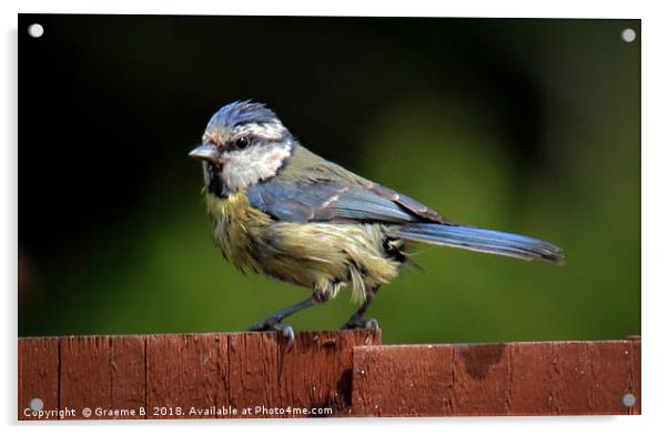 Blue Tit 5 Acrylic by Graeme B